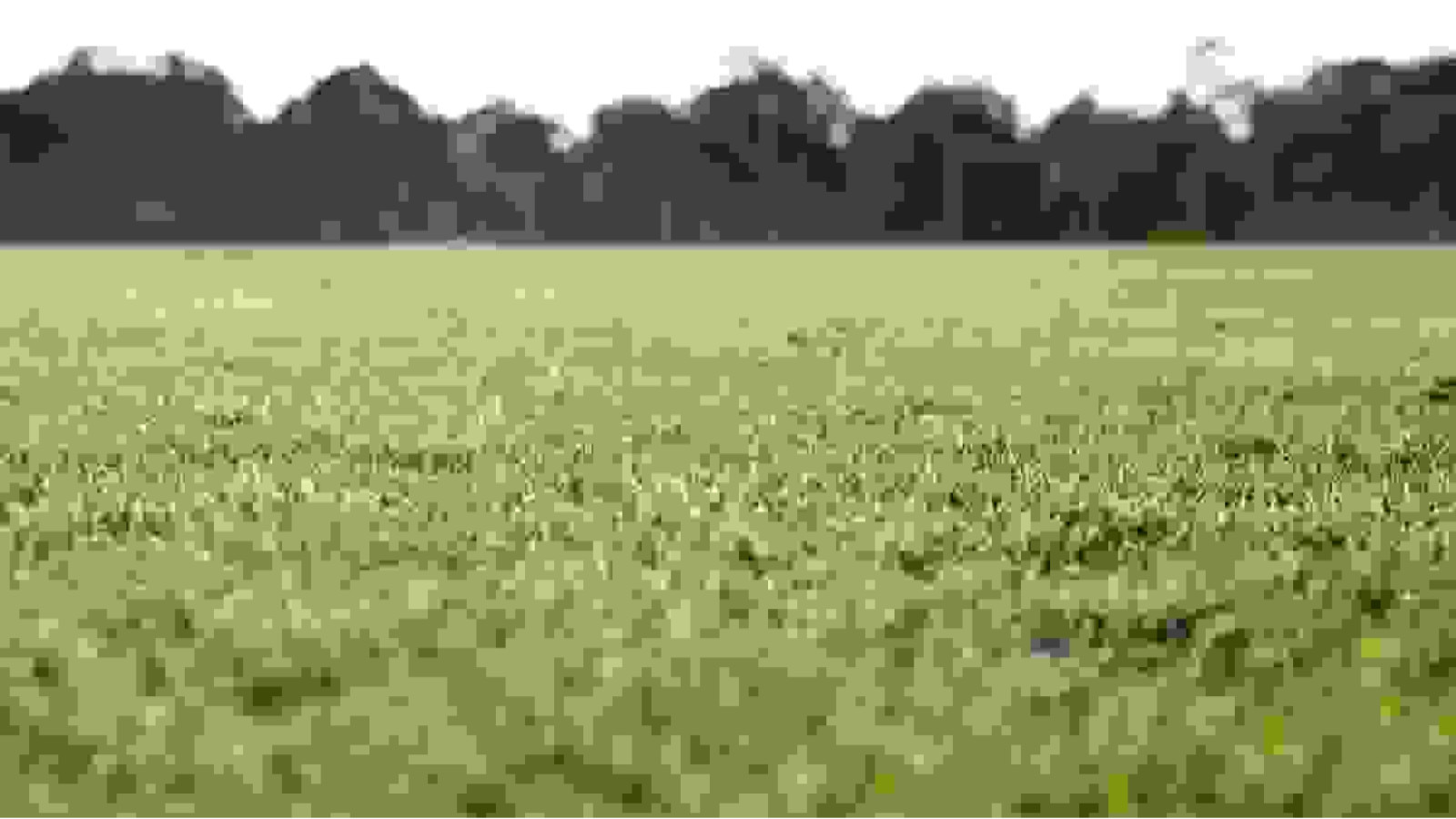 Terrain constructible de 610m2 à Vouillé