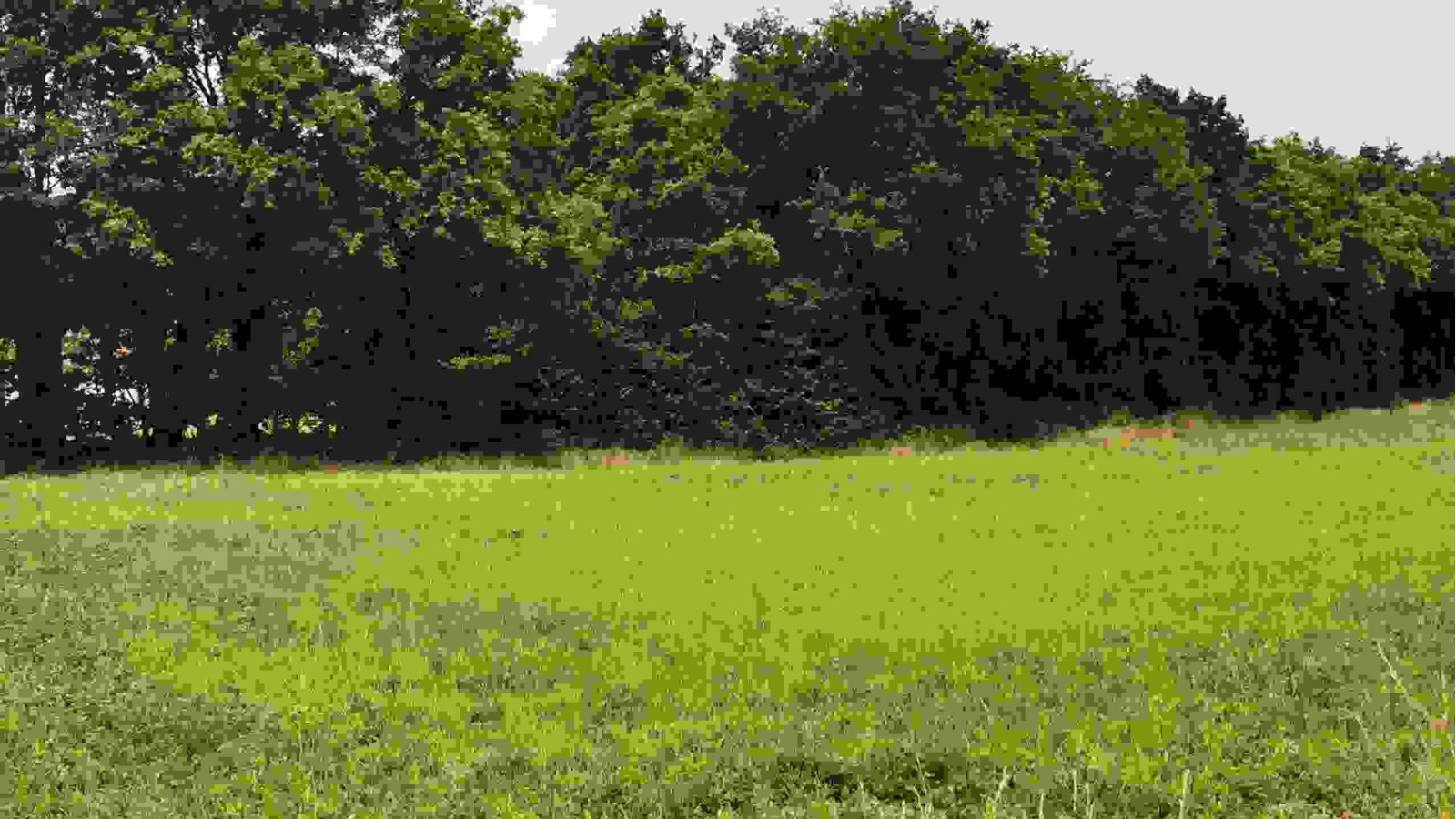 Terrain constructible de 1110m2 à La Chapelle-Blanche-Saint-Martin