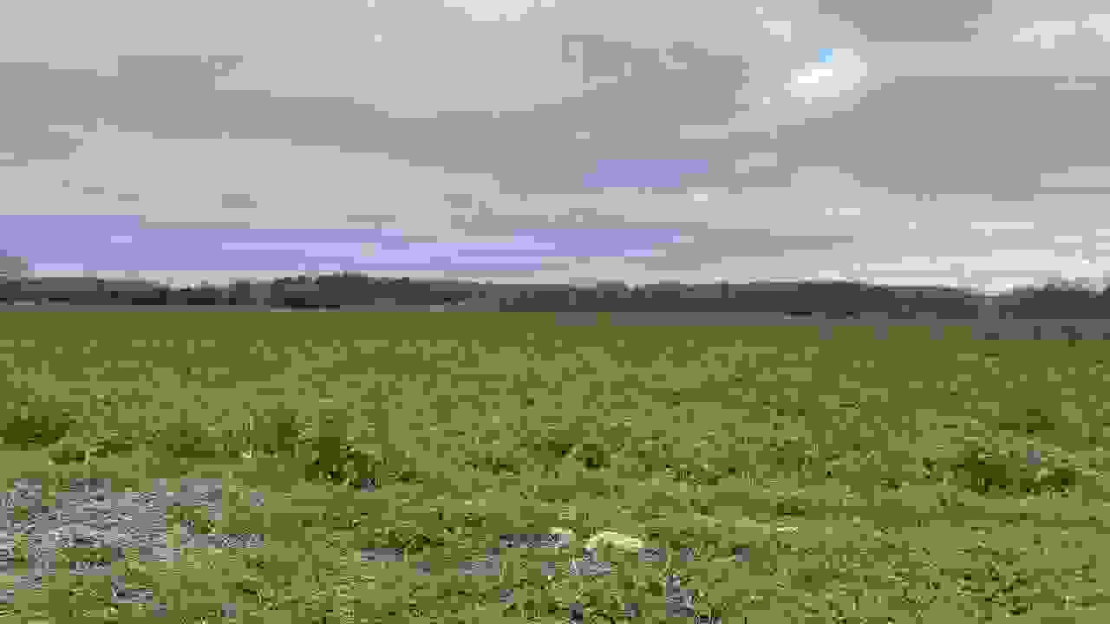 Terrain constructible de 515m2 à Veigné